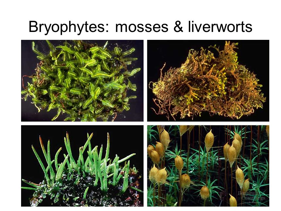 First land plants Bryophytes: mosses & liverworts –non-vascular no water transport system no true roots –swimming sperm flagellated sperm –lifecycle dominated by haploid gametophyte stage fuzzy moss plant you are familiar with is haploid –spores for reproduction haploid cells which sprout to form gametophyte diploidhaploid Where must mosses live