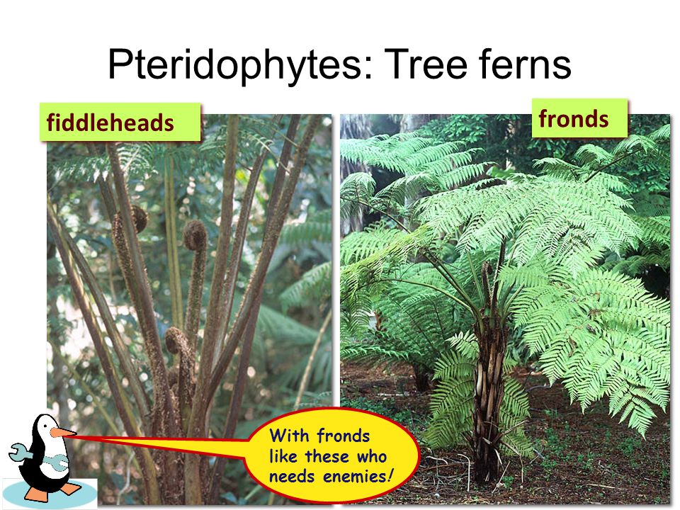 Early Pteridophytes: Tree Ferns Carboniferous forest – mya Forests of seedless plants decayed into deposits of coal & oil Fossil fuels… I get it!