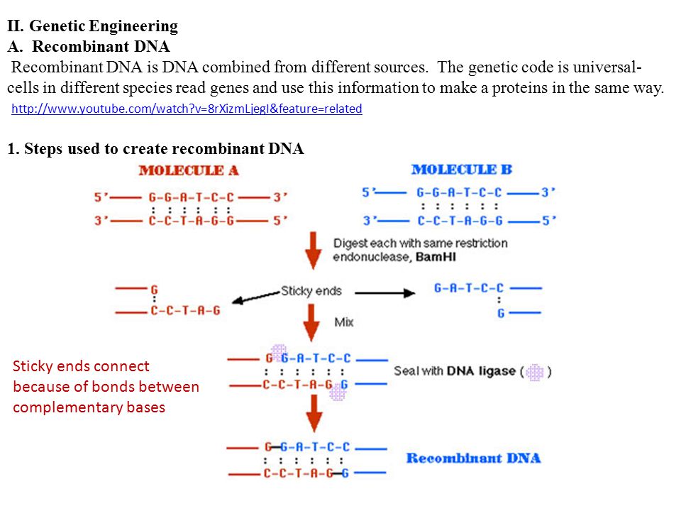 II. Genetic Engineering A. Recombinant DNA Recombinant DNA is DNA combined from different sources.
