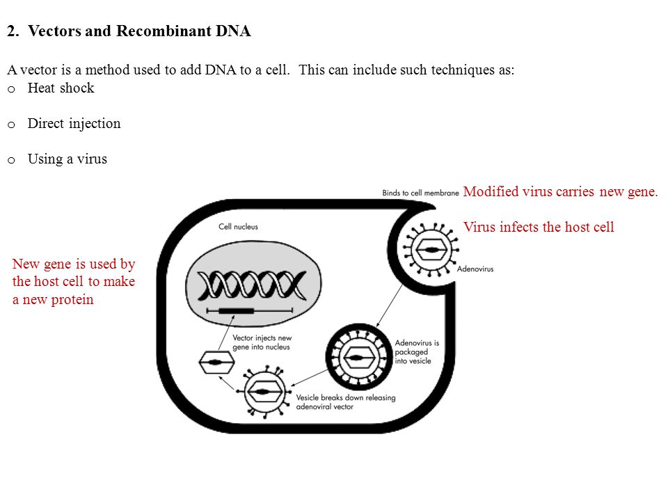 2. Vectors and Recombinant DNA A vector is a method used to add DNA to a cell.