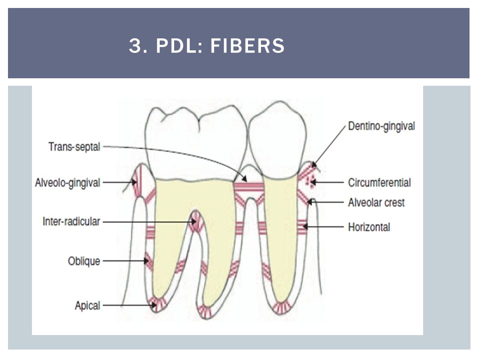 interradicular bone