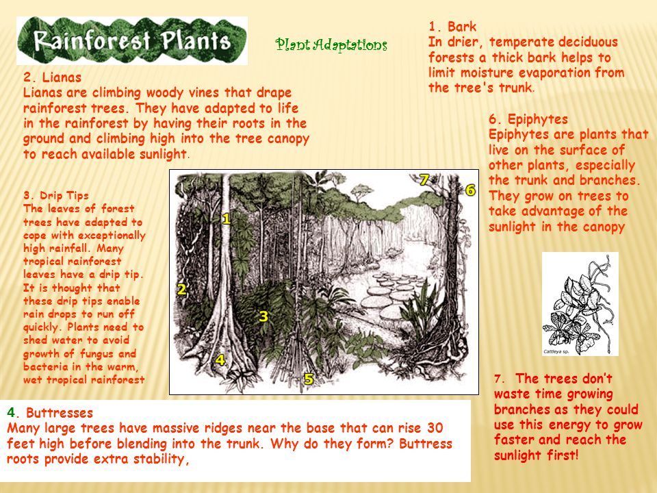 Plant Adaptations 1.