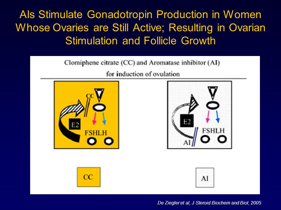 AIs Stimulate Gonadotropin Production in Women Whose Ovaries are Still Active; Resulting in Ovarian Stimulation and Follicle Growth De Ziegler et al, J Steroid Biochem and Biol, 2005