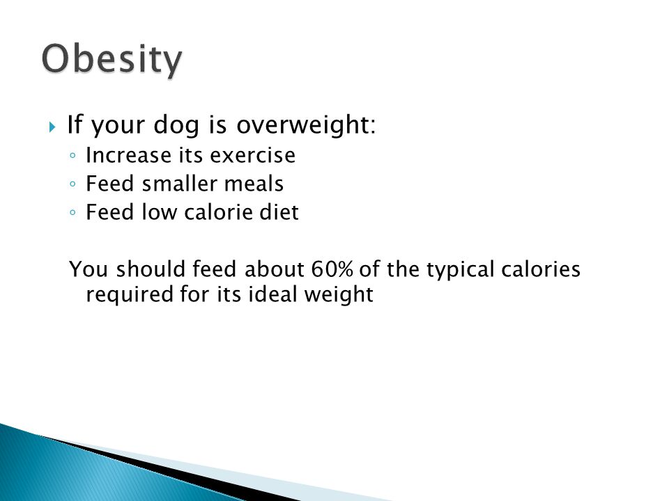  If your dog is overweight: ◦ Increase its exercise ◦ Feed smaller meals ◦ Feed low calorie diet You should feed about 60% of the typical calories required for its ideal weight