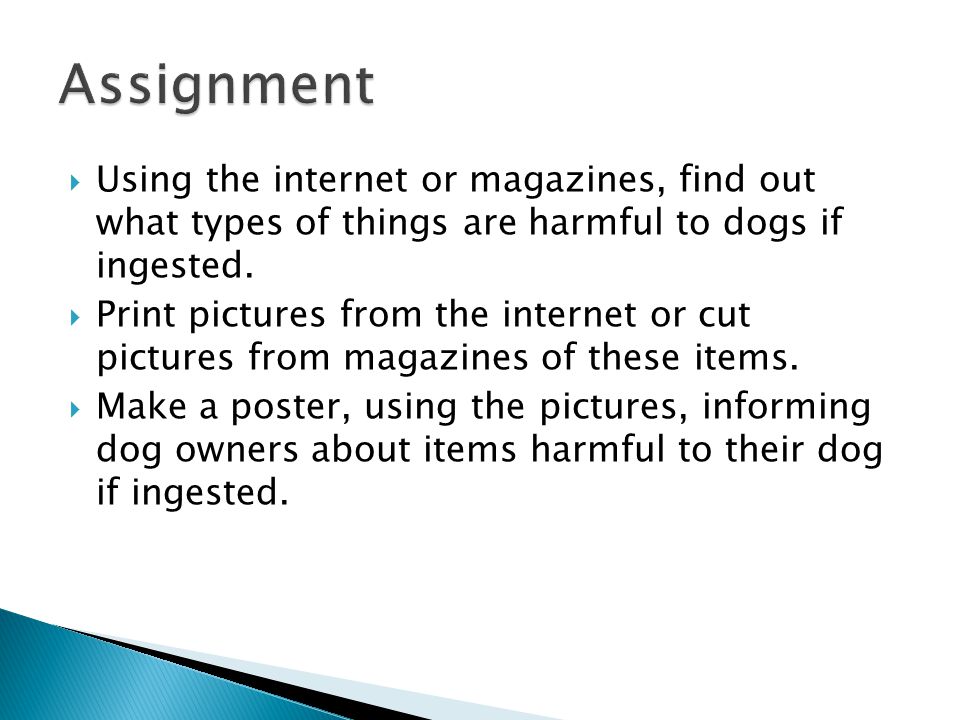  Using the internet or magazines, find out what types of things are harmful to dogs if ingested.