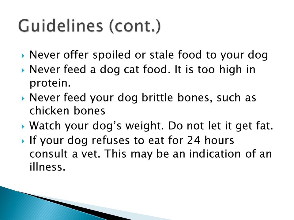  Never offer spoiled or stale food to your dog  Never feed a dog cat food.