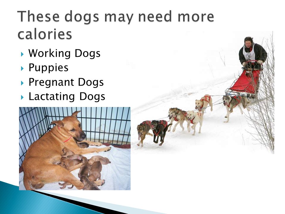  Working Dogs  Puppies  Pregnant Dogs  Lactating Dogs