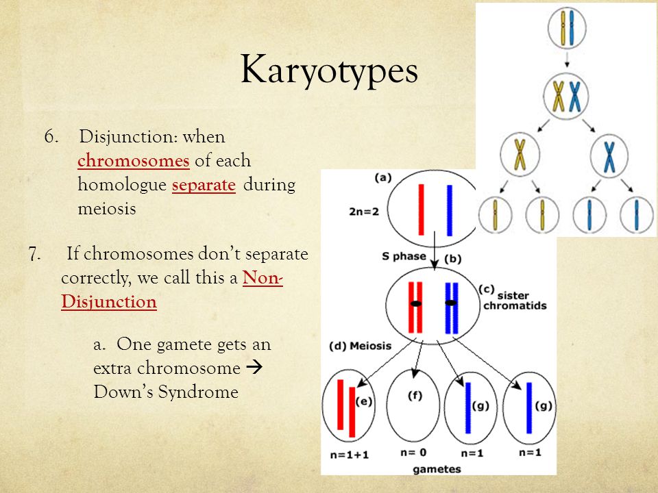 disjunction: when chromosomes of each homologue separate during