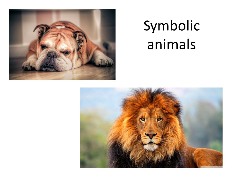 Symbolic animals