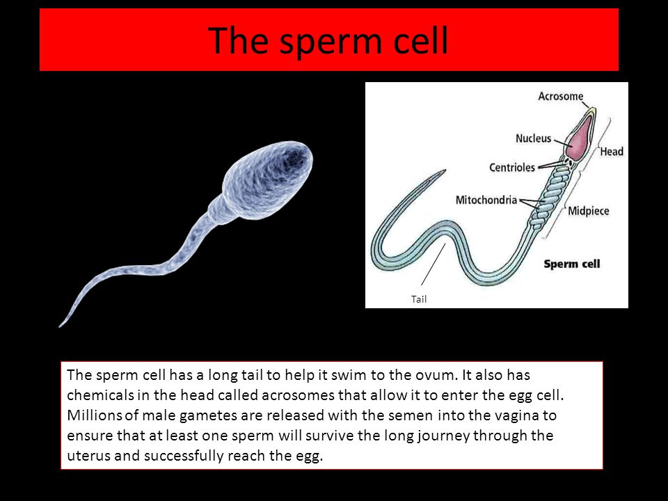 to sperm fertilization journey