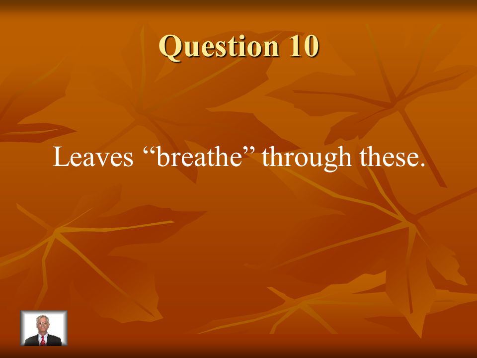 Answer 9 What is – the flowers