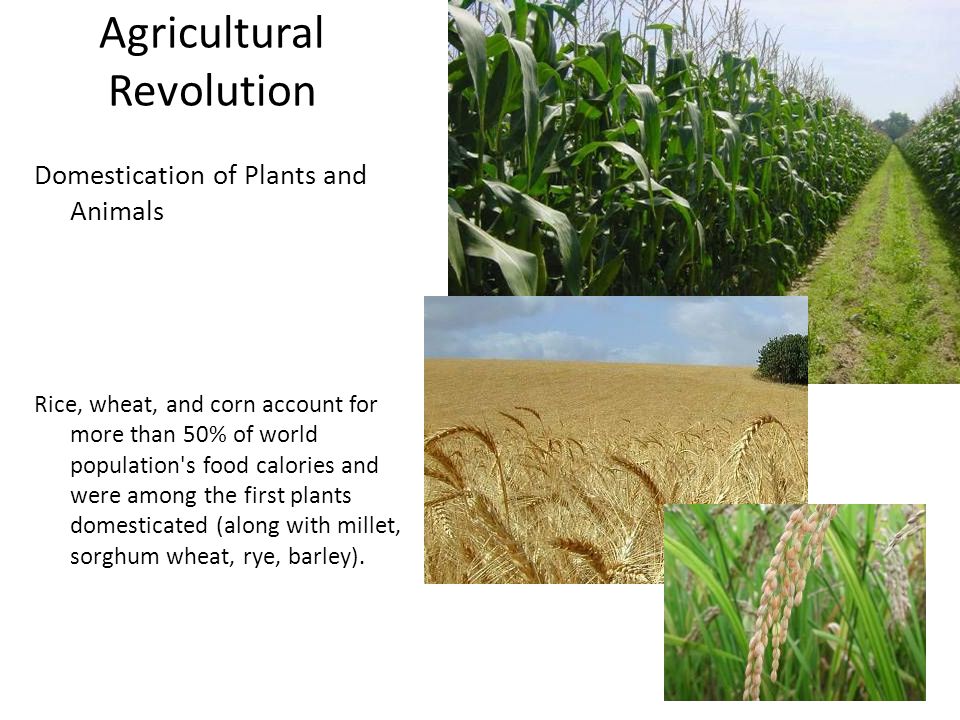domestication of plants and animals domestication of plants and animals