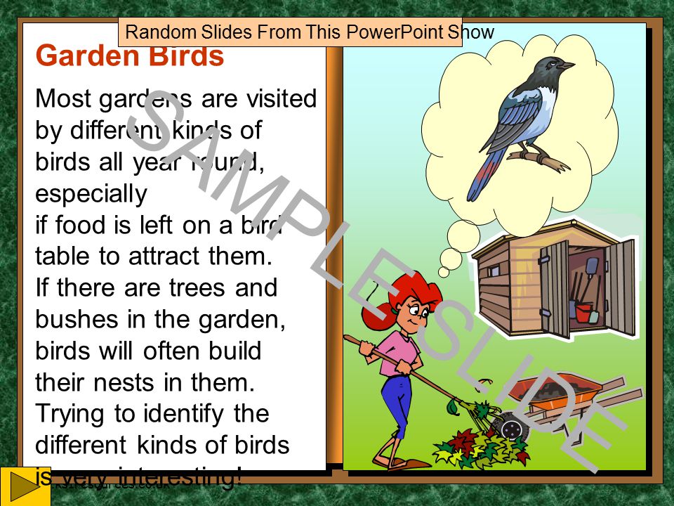 Garden Birds An information booklet for my friends Dusty decided that his next report would be about some of the birds he’d seen in a garden.