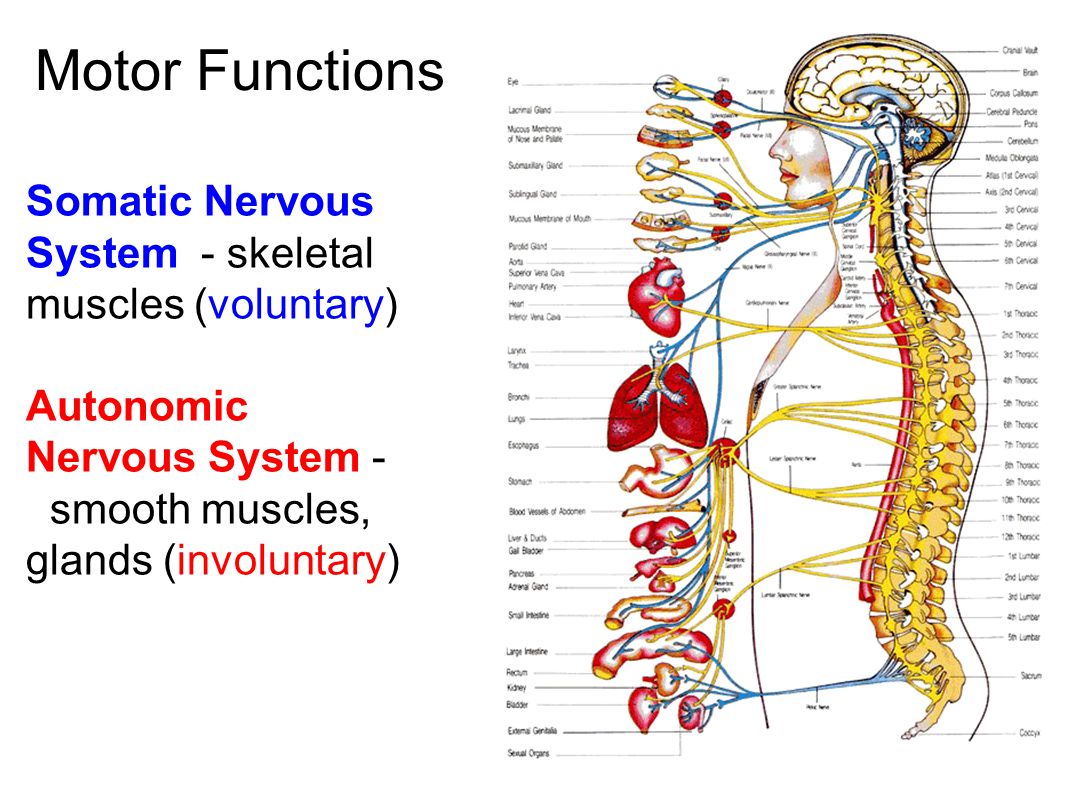 worksheet The Nervous System Worksheet the nervous system communication a neurons nerve cells that 5 motor functions somatic skeletal muscles voluntary autonomic smooth glands involunt