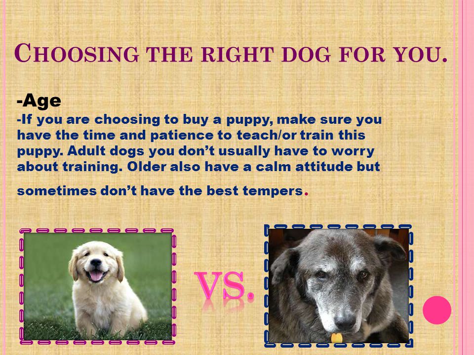 C HOOSING THE RIGHT DOG FOR YOU. Dogs come in all shapes and sizes.