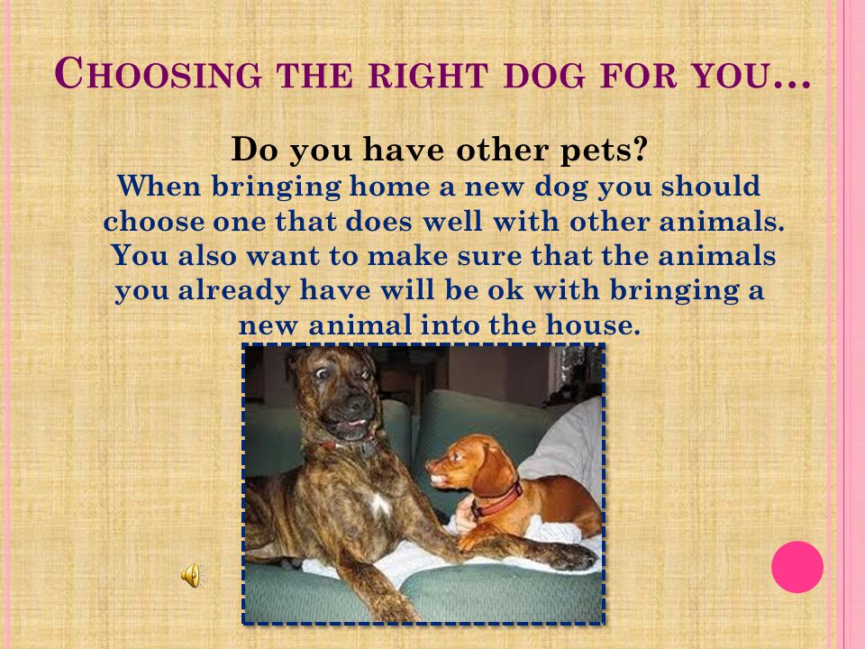 C HOOSING THE RIGHT DOG FOR YOU.