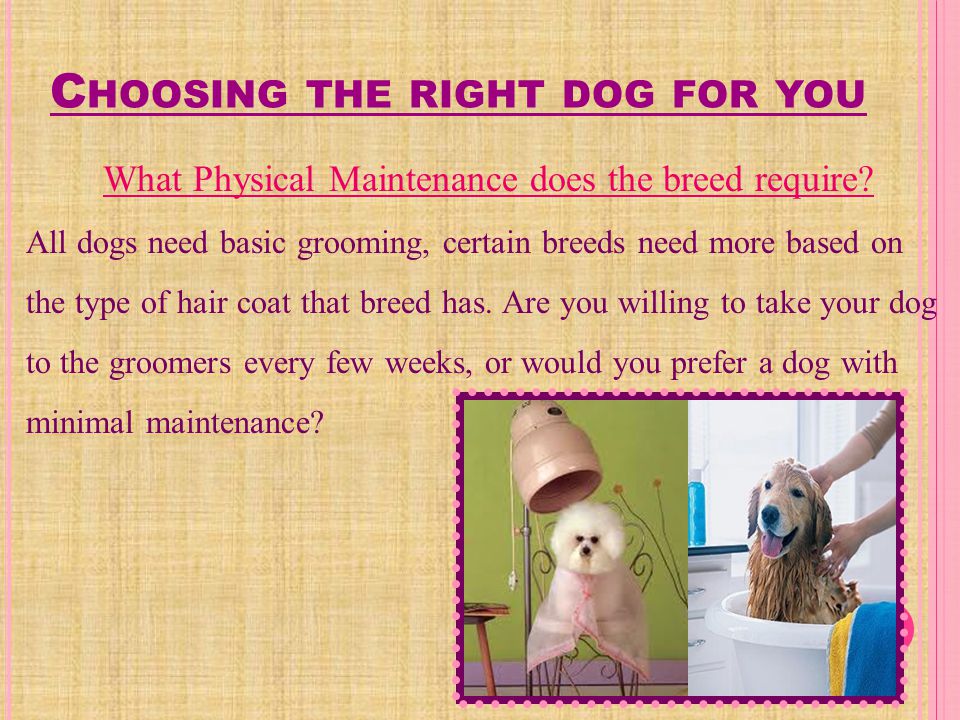 C HOOSING THE RIGHT DOG FOR YOU … Do you have other pets.