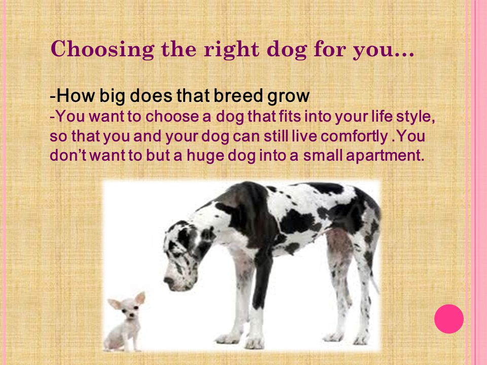 C HOOSING THE RIGHT DOG FOR YOU What Physical Maintenance does the breed require.