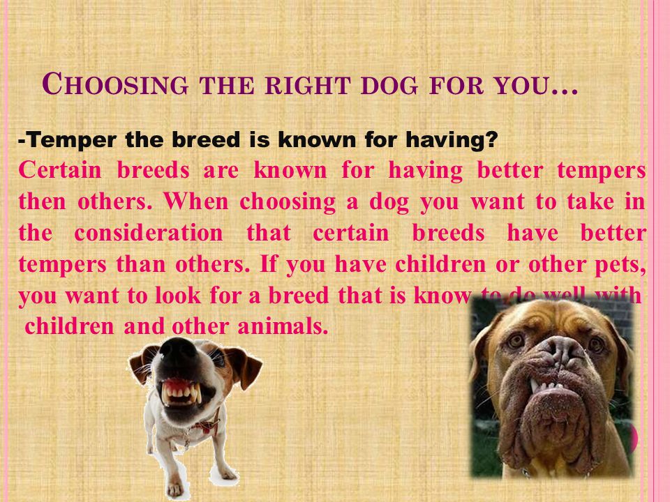 Choosing the right dog for you… -How big does that breed grow -You want to choose a dog that fits into your life style, so that you and your dog can still live comfortly.You don’t want to but a huge dog into a small apartment.