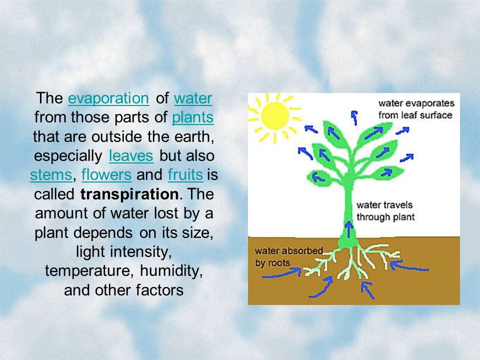 The evaporation of water from those parts of plants that are outside the earth, especially leaves but also stems, flowers and fruits is called transpiration.