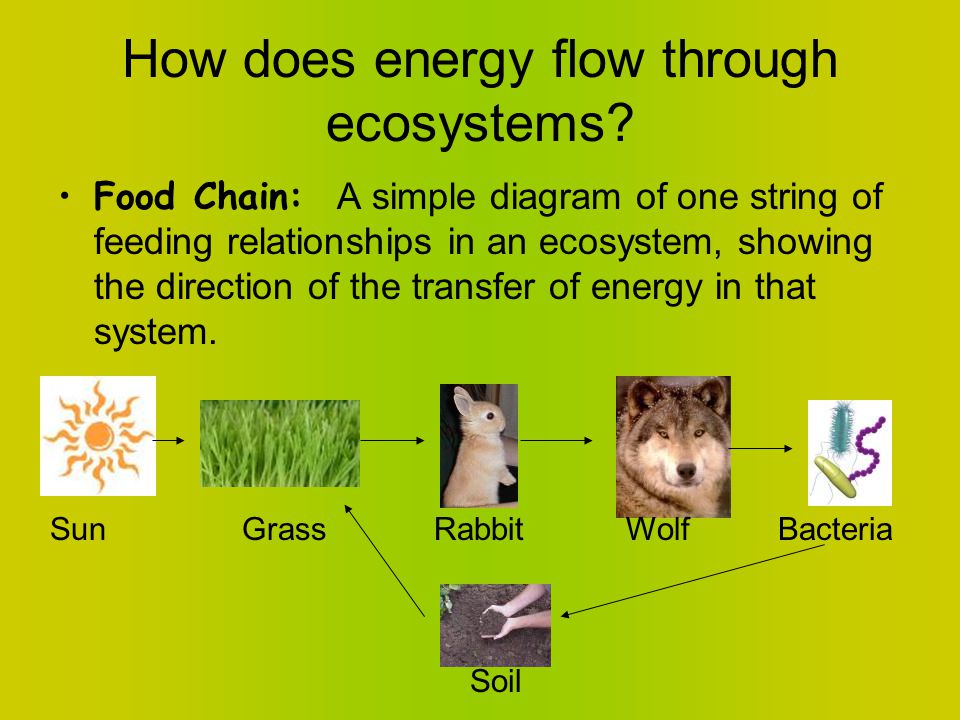energy flow how does energy move through the ecosystem ppt download how does energy flow through an ecosystem