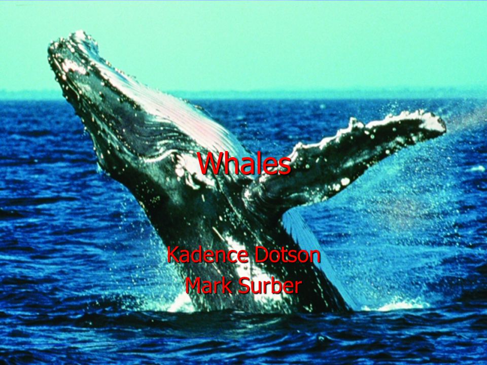 Whales Kadence Dotson Mark Surber