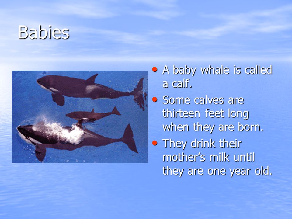 Babies A baby whale is called a calf. A baby whale is called a calf.