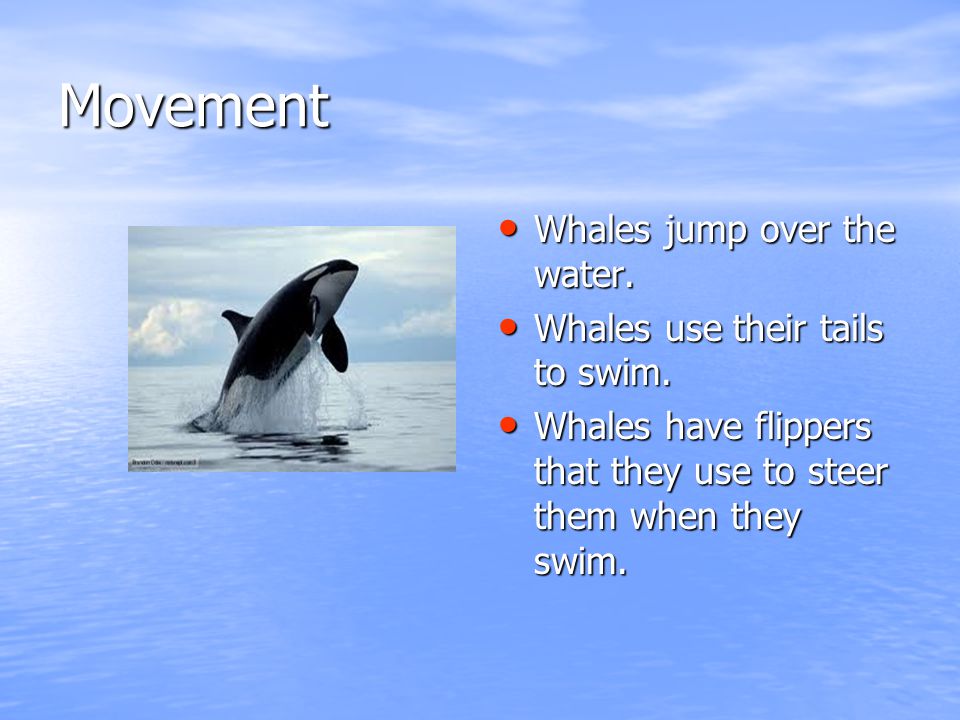 Movement Whales jump over the water. Whales jump over the water.