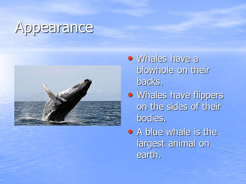 Appearance Whales have a blowhole on their backs. Whales have a blowhole on their backs.