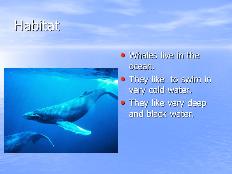 Habitat Whales live in the ocean. Whales live in the ocean.