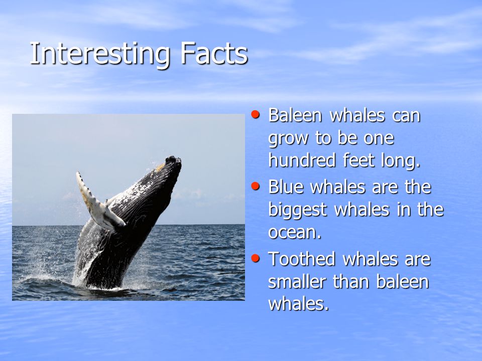 Interesting Facts Baleen whales can grow to be one hundred feet long.