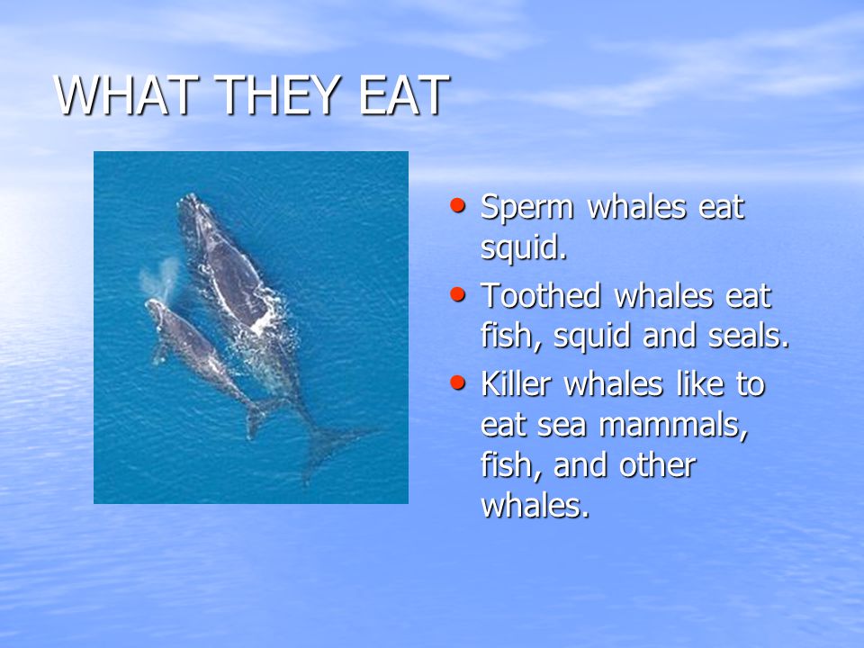 WHAT THEY EAT Sperm whales eat squid. Sperm whales eat squid.