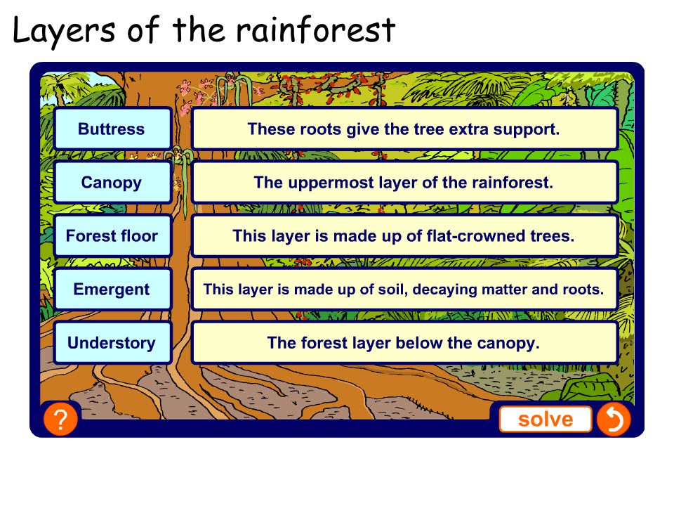 Layers of the rainforest