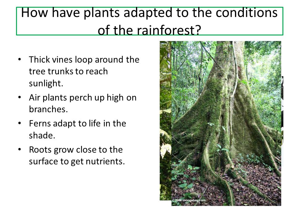 How have plants adapted to the conditions of the rainforest.