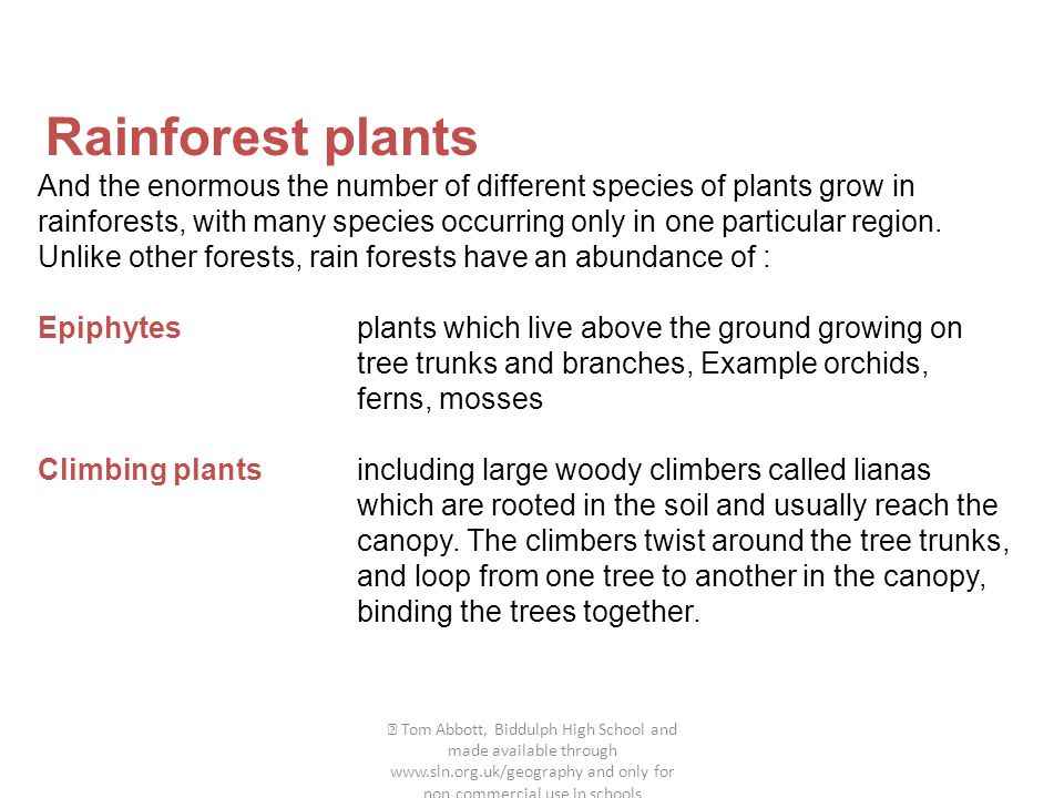  Tom Abbott, Biddulph High School and made available through   and only for non commercial use in schools Rainforest plants And the enormous the number of different species of plants grow in rainforests, with many species occurring only in one particular region.