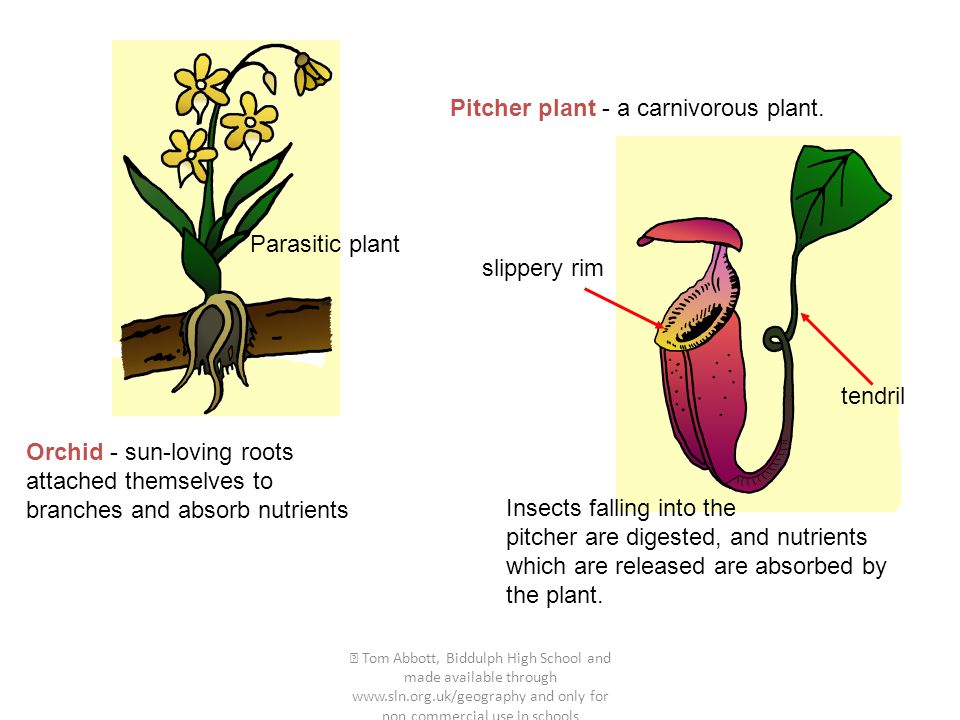  Tom Abbott, Biddulph High School and made available through   and only for non commercial use in schools Orchid - sun-loving roots attached themselves to branches and absorb nutrients Pitcher plant - a carnivorous plant.