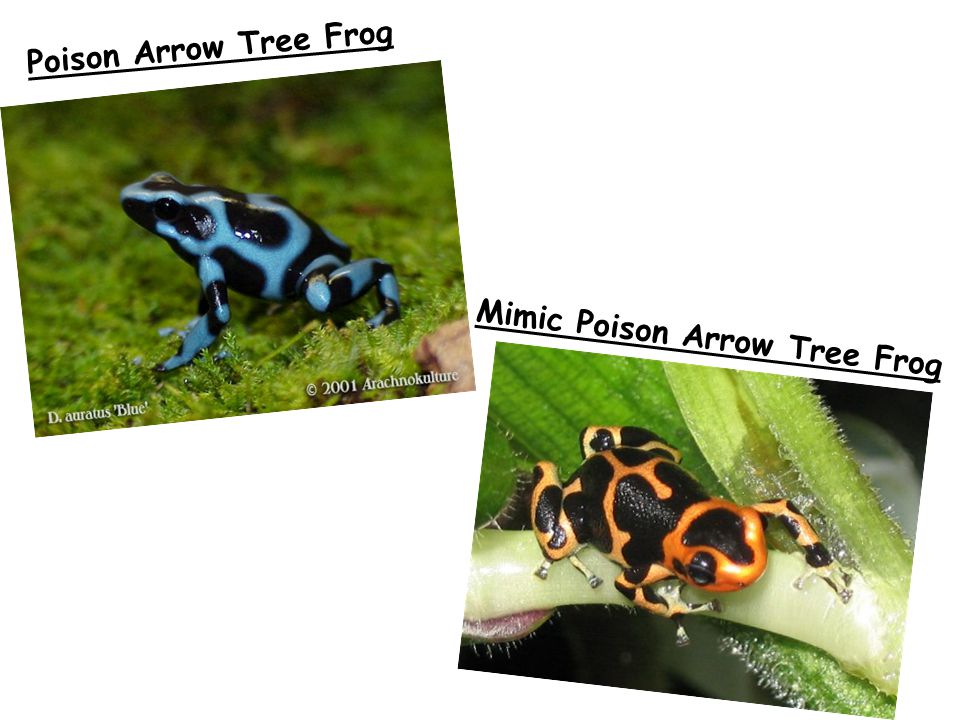 Poison Arrow Tree Frog Mimic Poison Arrow Tree Frog