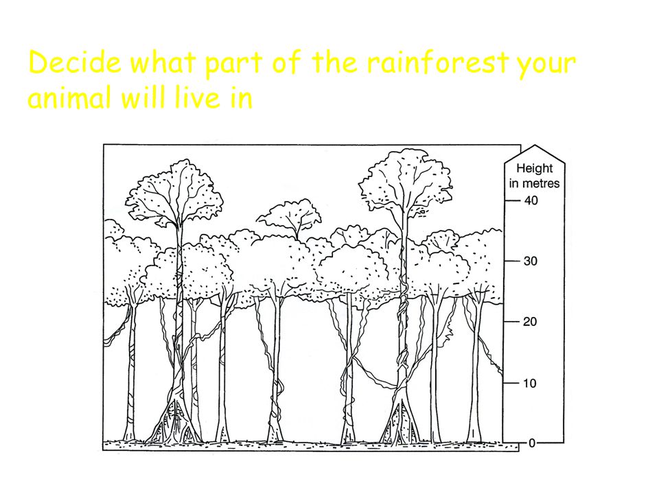 Decide what part of the rainforest your animal will live in