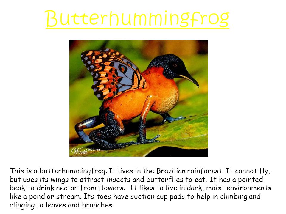 This is a butterhummingfrog. It lives in the Brazilian rainforest.