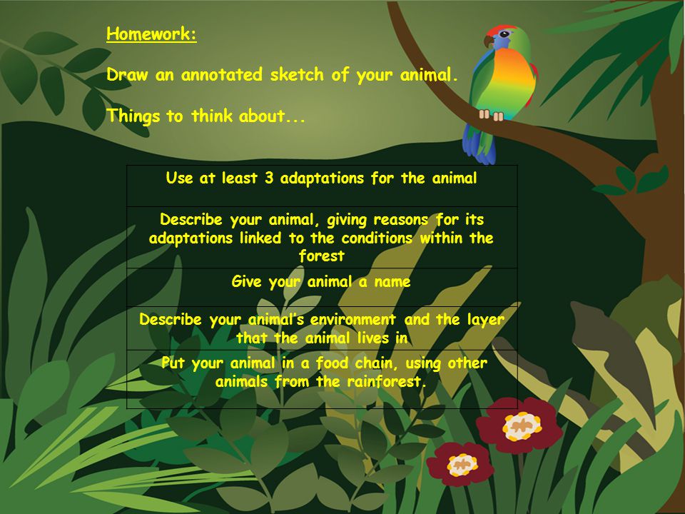Use at least 3 adaptations for the animal Describe your animal, giving reasons for its adaptations linked to the conditions within the forest Give your animal a name Describe your animal’s environment and the layer that the animal lives in Put your animal in a food chain, using other imaginary animals from the rainforest.
