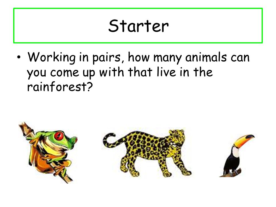 Starter Working in pairs, how many animals can you come up with that live in the rainforest
