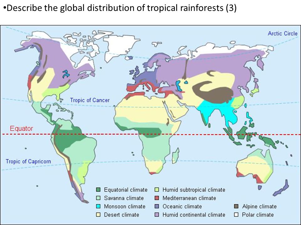 Describe the global distribution of tropical rainforests (3)