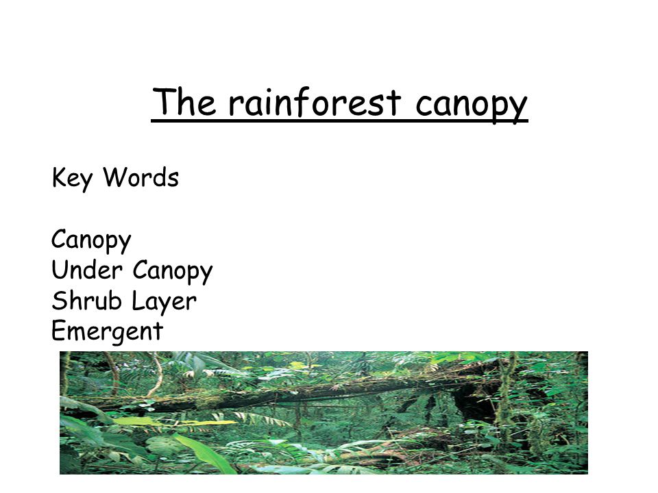 The rainforest canopy Key Words Canopy Under Canopy Shrub Layer Emergent