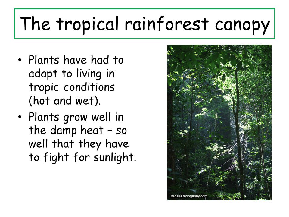 The tropical rainforest canopy Plants have had to adapt to living in tropic conditions (hot and wet).