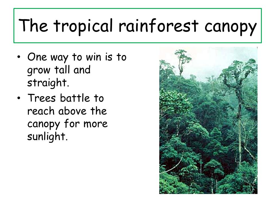 The tropical rainforest canopy One way to win is to grow tall and straight.