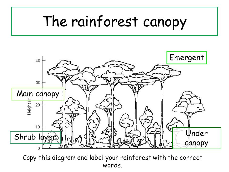 The rainforest canopy Main canopy Emergent Under canopy Shrub layer Copy this diagram and label your rainforest with the correct words.