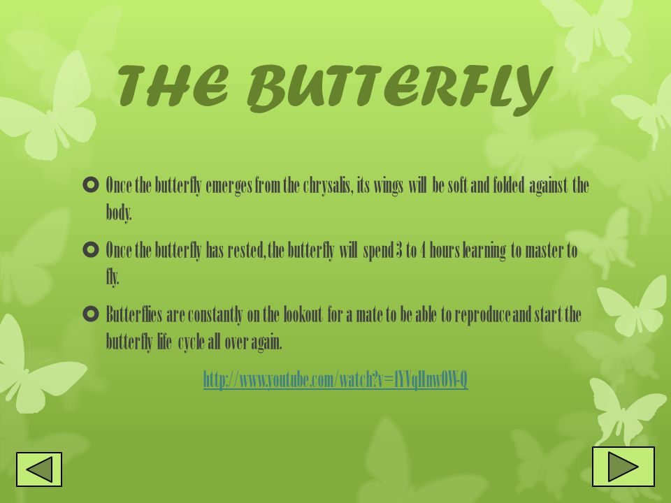 THE BUTTERFLY  Once the butterfly emerges from the chrysalis, its wings will be soft and folded against the body.
