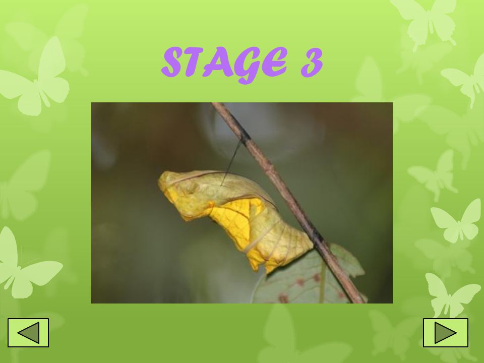 STAGE 3