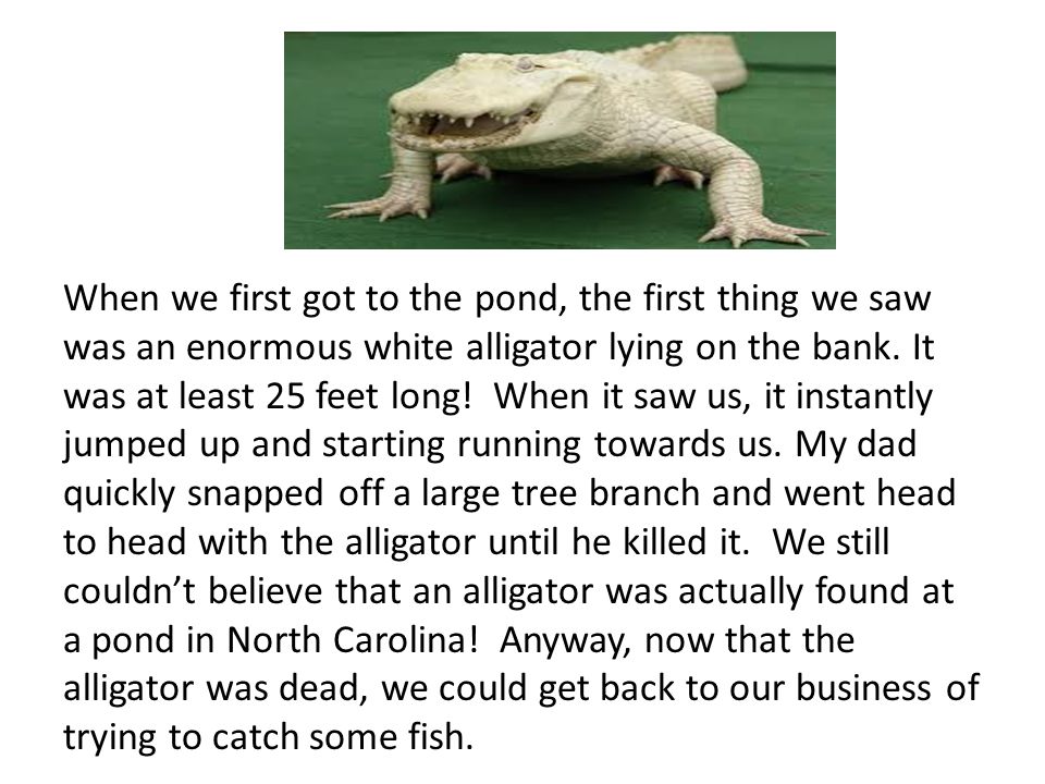 When we first got to the pond, the first thing we saw was an enormous white alligator lying on the bank.