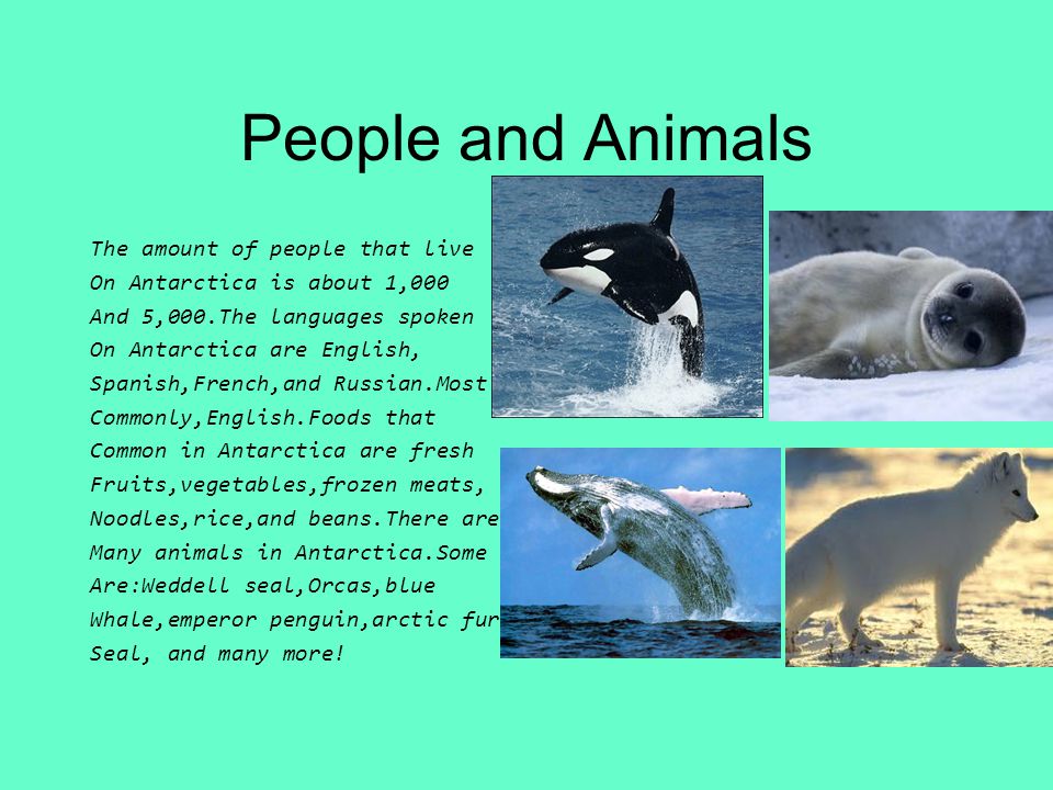 People and Animals The amount of people that live On Antarctica is about 1,000 And 5,000.The languages spoken On Antarctica are English, Spanish,French,and Russian.Most Commonly,English.Foods that Common in Antarctica are fresh Fruits,vegetables,frozen meats, Noodles,rice,and beans.There are Many animals in Antarctica.Some Are:Weddell seal,Orcas,blue Whale,emperor penguin,arctic fur Seal, and many more!